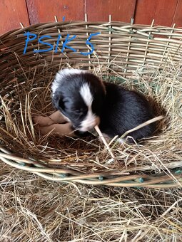 Border kólia šteniatka - 12