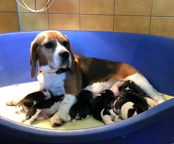 Bígel Beagle Bigl s PP FCI - 12