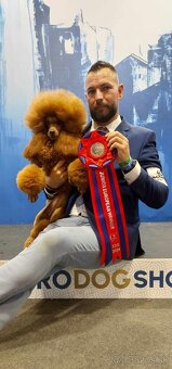 Stredne Veľký Pudel - Medium Poodle - 12