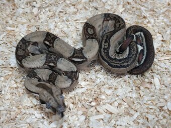 Boa imperator - Normal a Hypo 66% het Sterling VPI - 12
