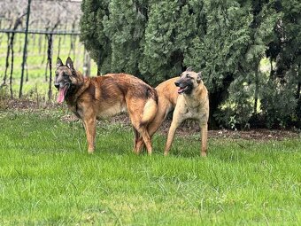 Belgický ovčiak Malinois ,,G” vrh - 12