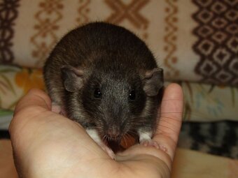 Dumbo, rex - mláďata potkánků s výpisem předků - 12