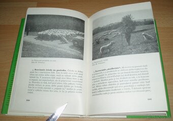 Slovenský čuvač - 12