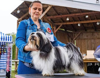 Havanský psík s PP, posledné tri šteniatka - 12