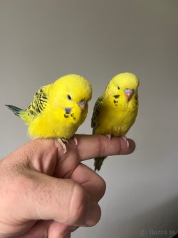 Andulka Maznačik - 12