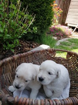 Zlatý retriever - 12