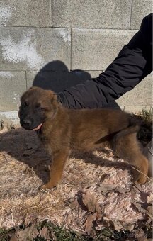 Belgický ovčiak- Malinois - 12