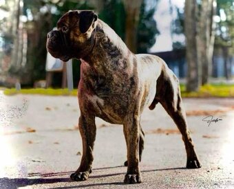 Bullmastiff Steniatko - 12