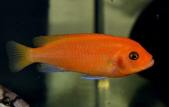 AFRICKÉ CICHLIDY dovoz 9.11 RK-BB - 12