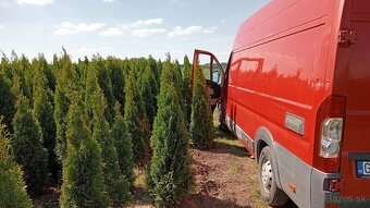 Tuja Smaragd, vavrínovec, červienka -Banská Bystrica a okoli - 12