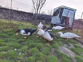 Predám pižmové (čínske) kačice / káčerov - 12