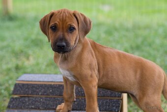 Rhodesian Ridgeback šteniatka s PP IHNEĎ K ODBERU - 12