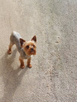 Yorkshirsky terier York - 12