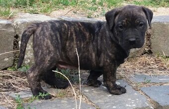 Presa canario, kanárska doga - 12