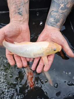 koi kapre - 12