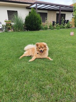 Pomeranian nemecký špic mix. - 12