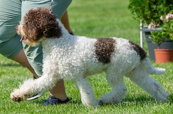 Lagotto romagnolo s PP (italský vodní pes) - 12