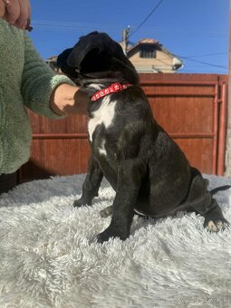 Cane Corso šteniatka - 12