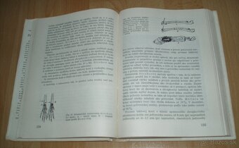 Zajac a králik - 12