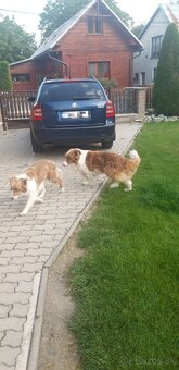 Borderská kólia, Border kólia bez PP - 12