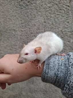 Predám potkanika Dumbo - 12