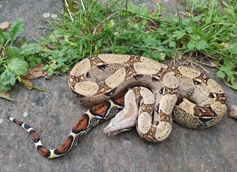 Boa imperator - Keltic VPI Sunglow, Aztec VPI Sunglow - 12