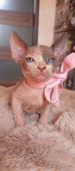 Kanadský sphynx - 12