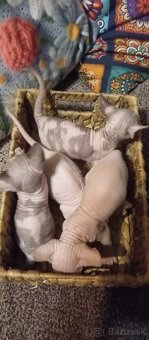 Kanadský sphynx - 12
