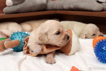 Zlatý retriever/ Golden retriever - 12