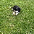 Border kólia šteniatka - 12