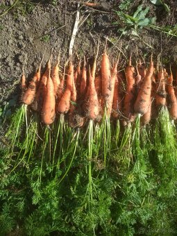 Domáca cibuľa , mrkva a petržlen - 12