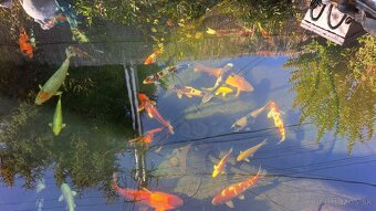 Koi Kapre - 12