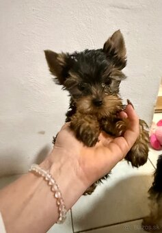 Yorkshire Terrier, Mini Yorkshire, yorki, jorksir - 12