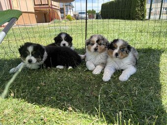 Australsky ovciak - Krytie, PP - 12