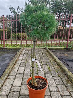 Predaj okrasnych drevin - 12