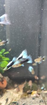 Slimák Brotia herculea +Gupky - 12