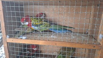 Papagaje rozely - 12