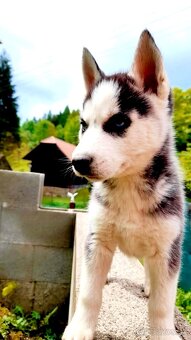 Sibirsky husky hasky - 12
