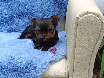 Yorkshire terrier - 12