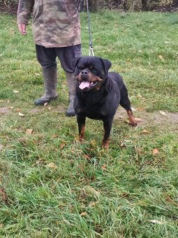 Rottweiler, rotvajler, rottwailer, rtw - 12