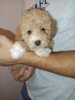 Toy Maltipoo - 12