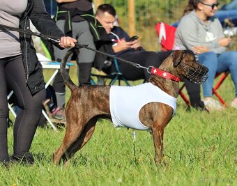 Louisianský leopardí pes Catahoula s PP - 12