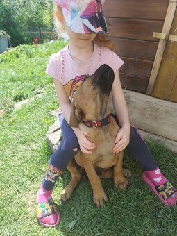 Tosa inu Štěňátka - 12
