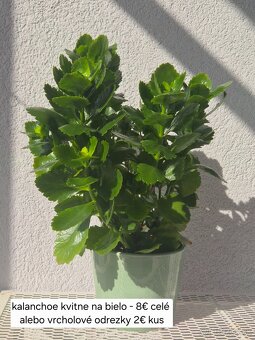 Predám izbové rastliny - 12