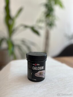 🦎 Predám pagekona riasnatého s teráriom - 12