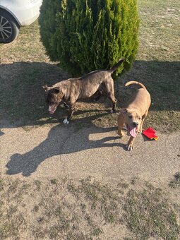 Americký stafordsirsky terier, Stafford, amstaf - 12