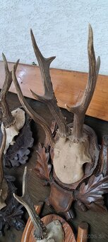 Trofeje a preparáty - 12