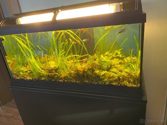 Predám kompletne zariadené 100 litrové akvárium - 12
