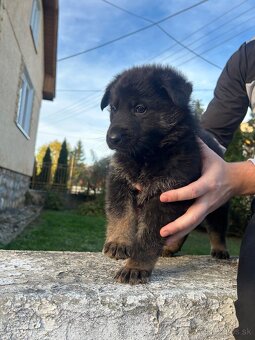 Nemecky ovčiak šteniatka - 12