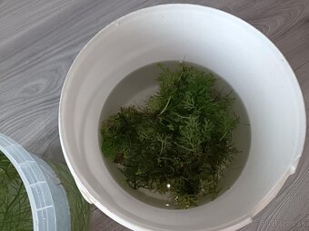 Akvarijné rastliny - 12